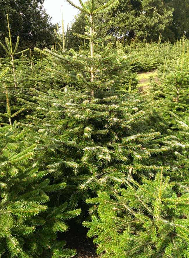 verse kerstbomen