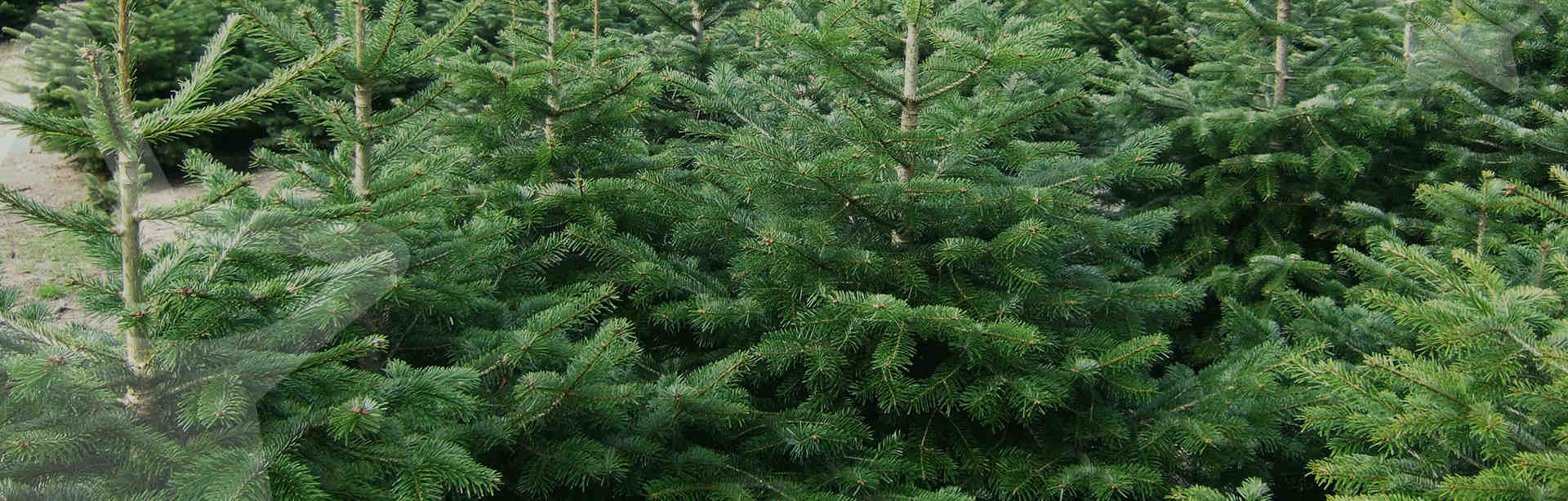 mooie kerstbomen op kweeklocatie