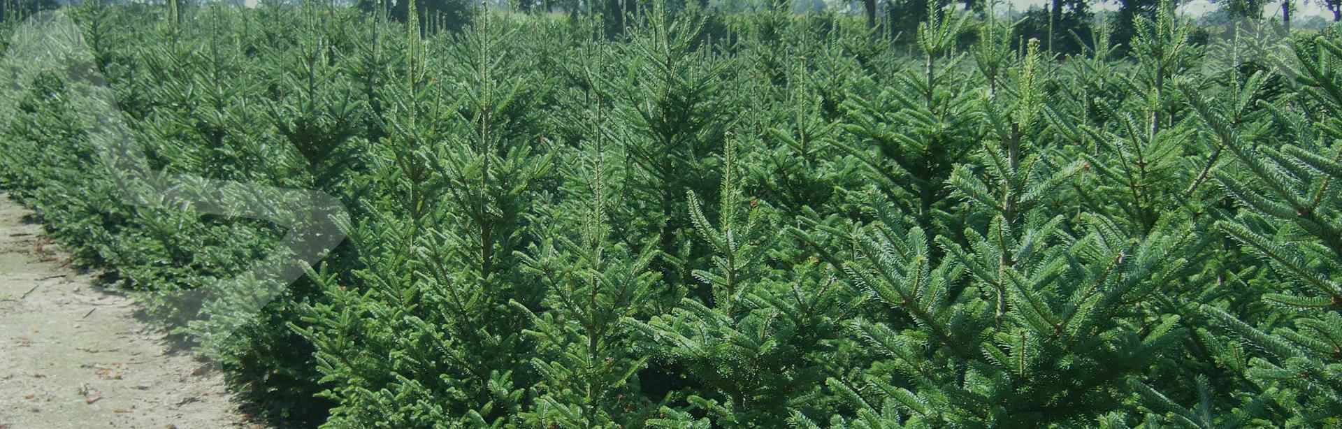mooie kerstbomen op kweeklocatie
