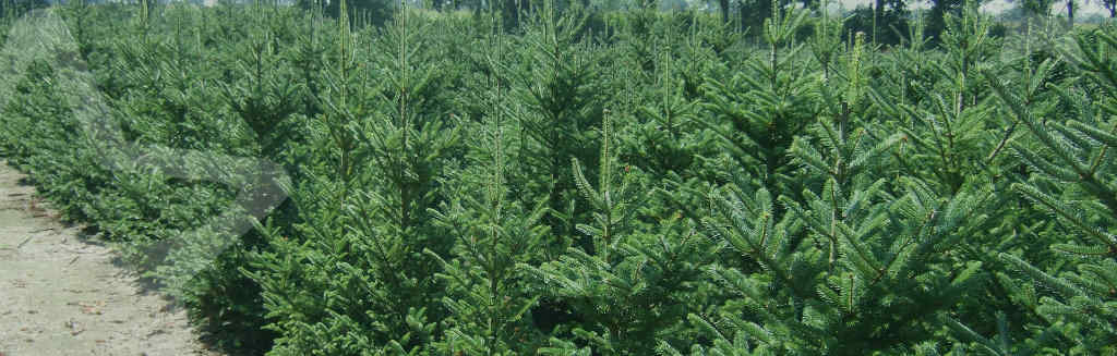 mooie kerstbomen op kweeklocatie