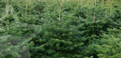 mooie kerstbomen op kweeklocatie