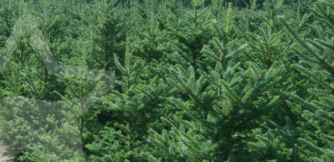 mooie kerstbomen op kweeklocatie