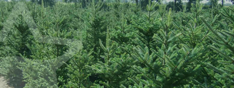 mooie kerstbomen op kweeklocatie