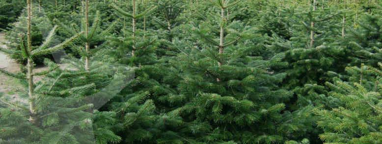 mooie kerstbomen op kweeklocatie
