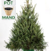 Blauwspar, opties in pot/mand, brede kerstboom, met veel takken voor versiering