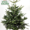 Nordmann kerstboom, breed en uitbundig, met gezaagde stam