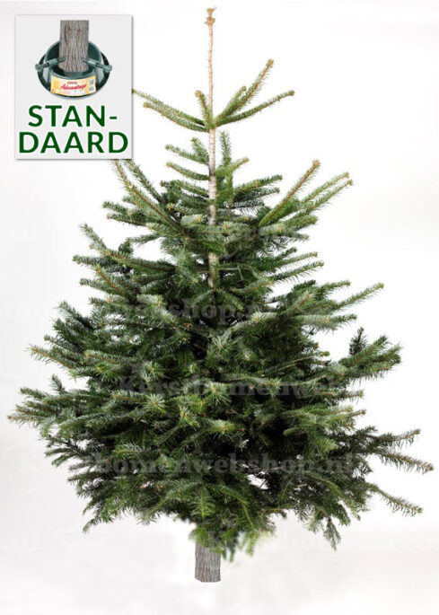 Nordmann kerstboom, breed en uitbundig, met gezaagde stam