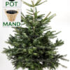 Nordmann kerstboom, breed en uitbundig, met kluit voor in pot/mand