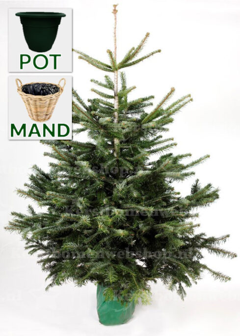 Nordmann kerstboom, breed en uitbundig, met kluit voor in pot/mand