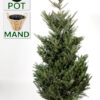 Zilverspar kerstboom, slank en statig, opties in pot/mand