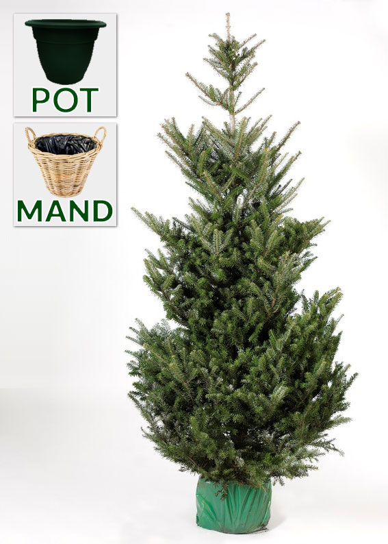 Zilverspar kerstboom, slank en statig, opties in pot/mand